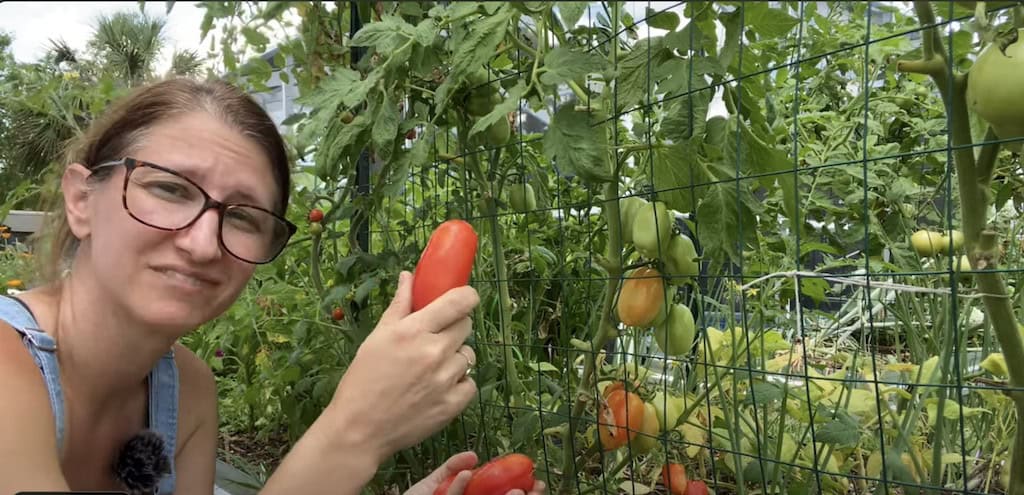 Harvesting tomatoes